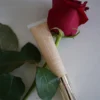 玫瑰彈潤護唇精華 Rose Lip repair serum
